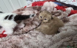 Mixed Breed cats for sale: Kittens😻Ragdoll x domestic cat short hair 😽 - Image 2