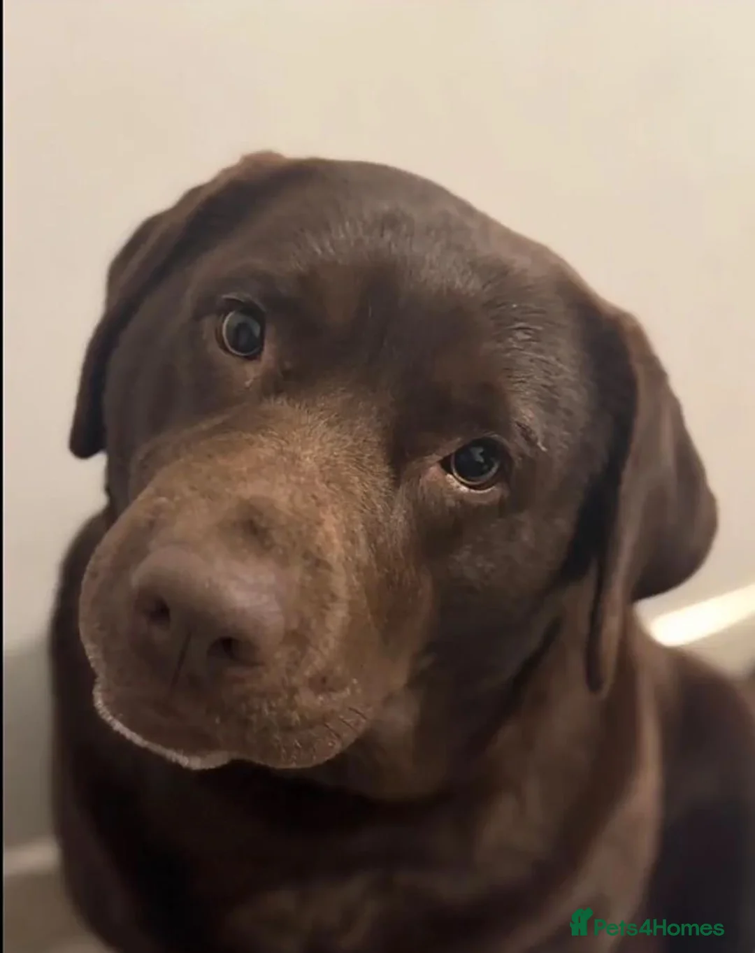 Labrador Retriever dogs for sale: Chunky Labrador puppies - Advert 2