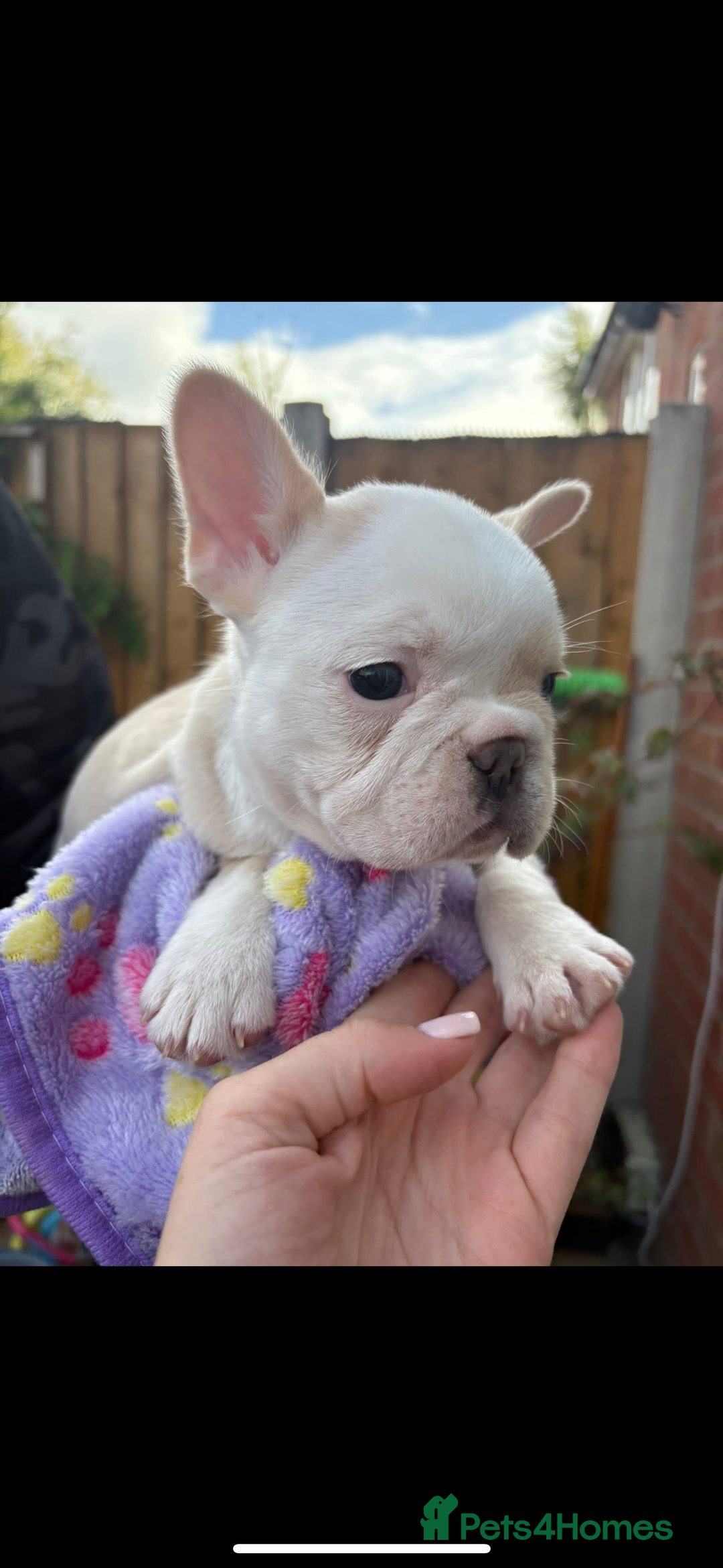 French Bulldog dogs for sale: French bulldog puppies  - Advert 5