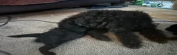 Toy Poodle dogs for sale: Beautiful tiny toy poodle puppies  - Advert 2