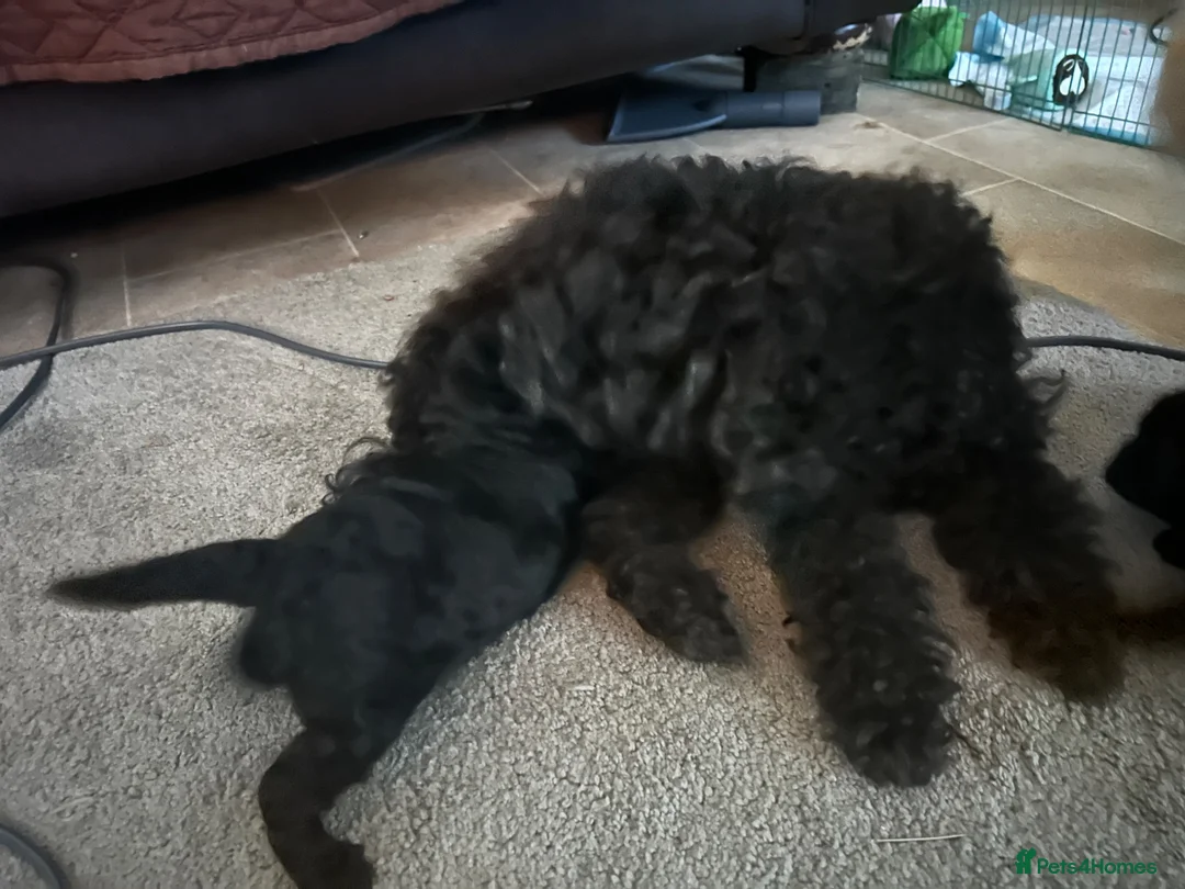 Toy Poodle dogs for sale: Beautiful tiny toy poodle puppies  - Advert 2