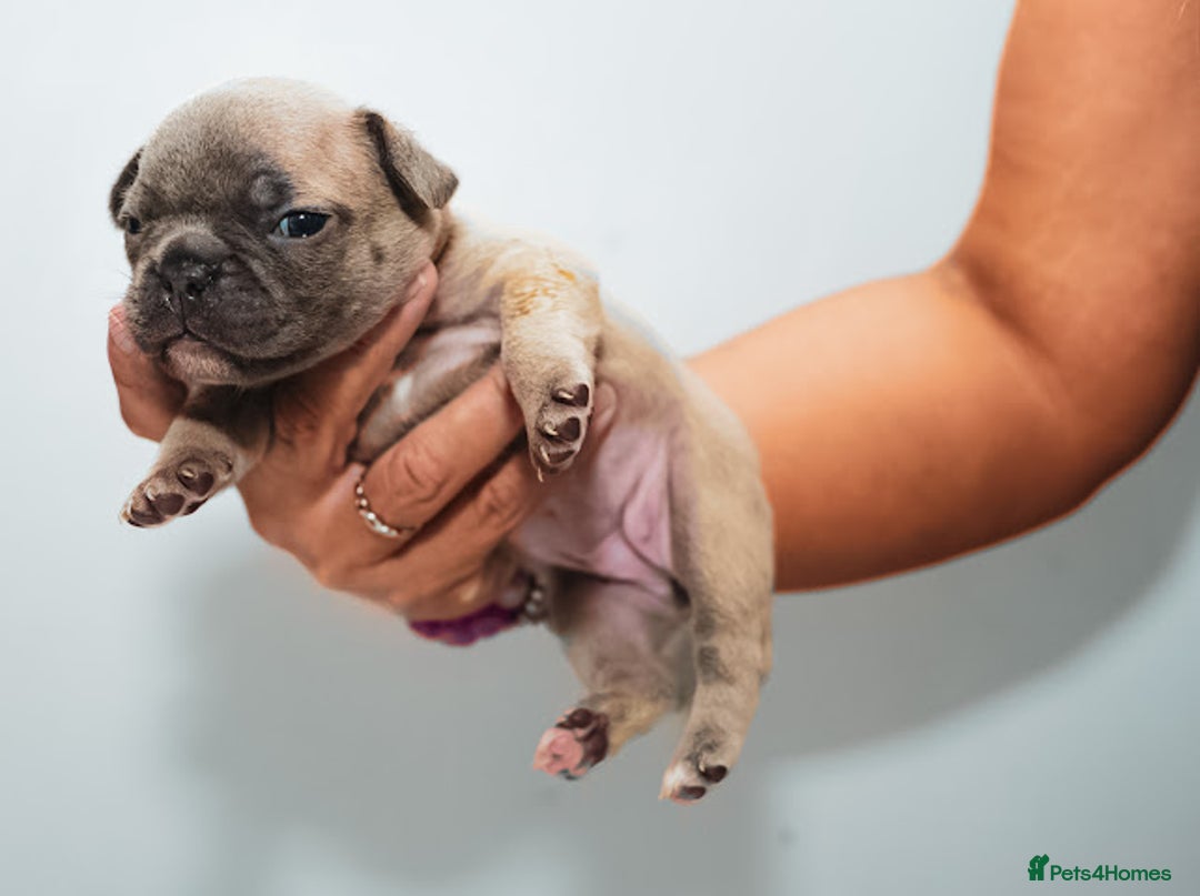 French Bulldog dogs for sale: 5 boys and 3 girls - DEPOSITS BEING TAKEN - Advert 24