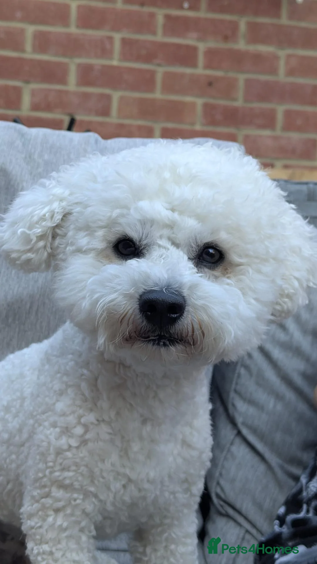 Bichon Frise dogs for stud: Bichon frise for stud only, not for sale. - Advert 8