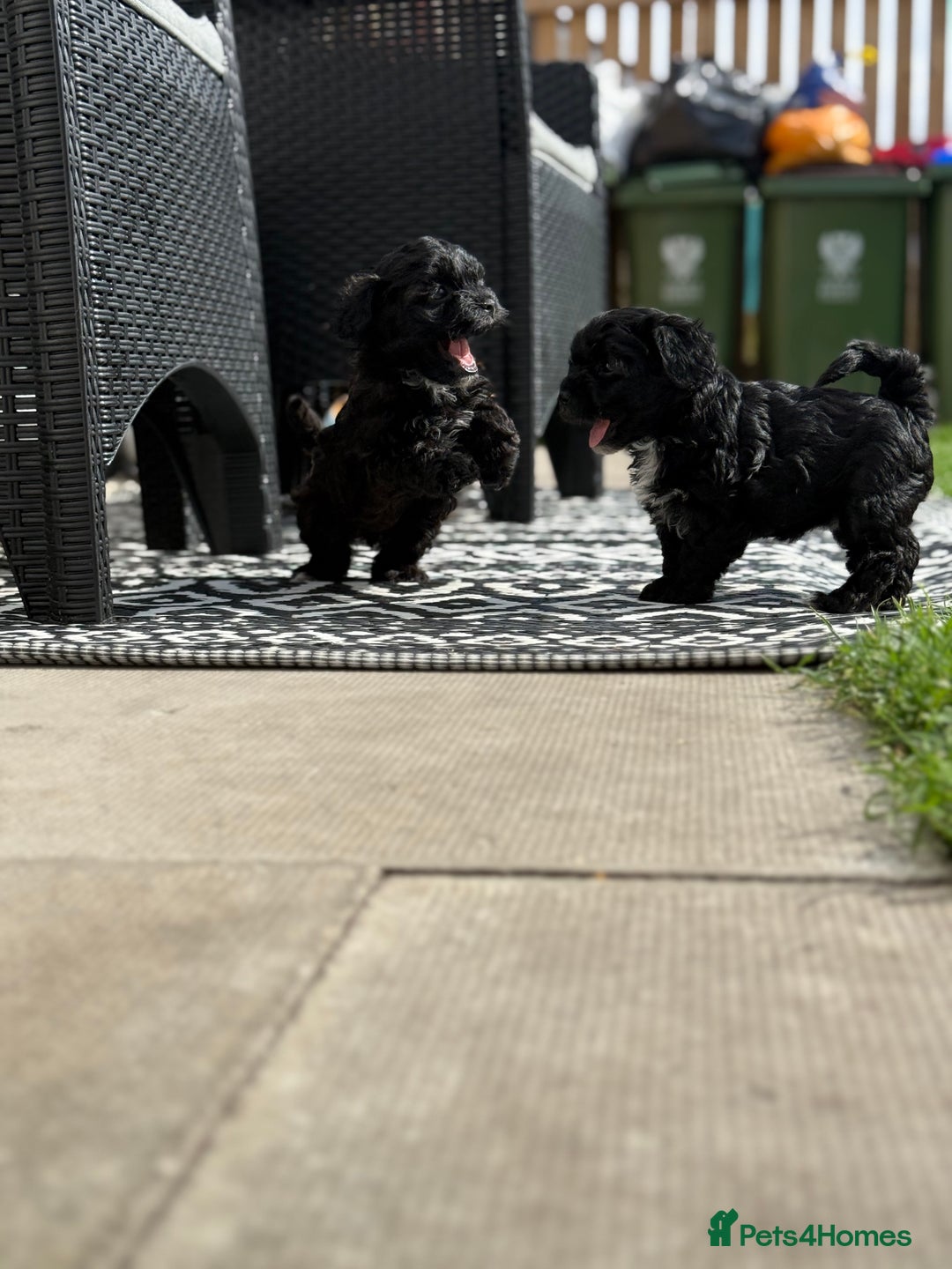Yorkshire Terrier dogs for sale: Yorkies  - Image 12