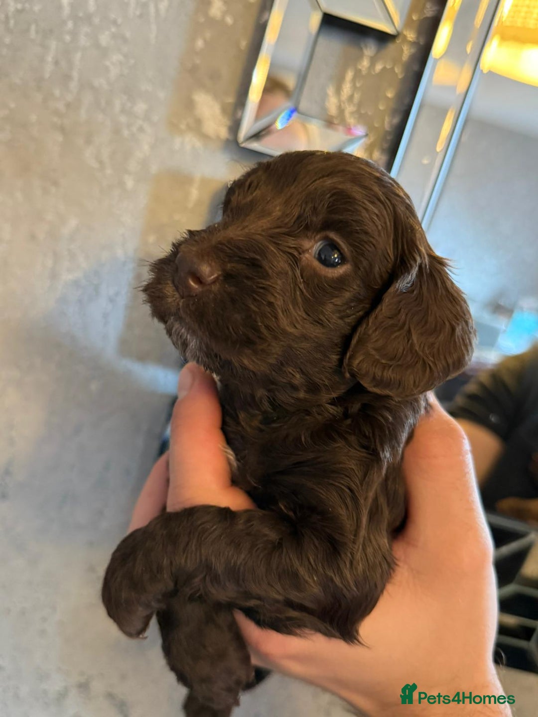 Cockapoo dogs for sale: Cockapoo puppies  - Image 20