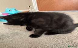 Mixed Breed cats for sale: Beautiful female kitten available  - Image 2