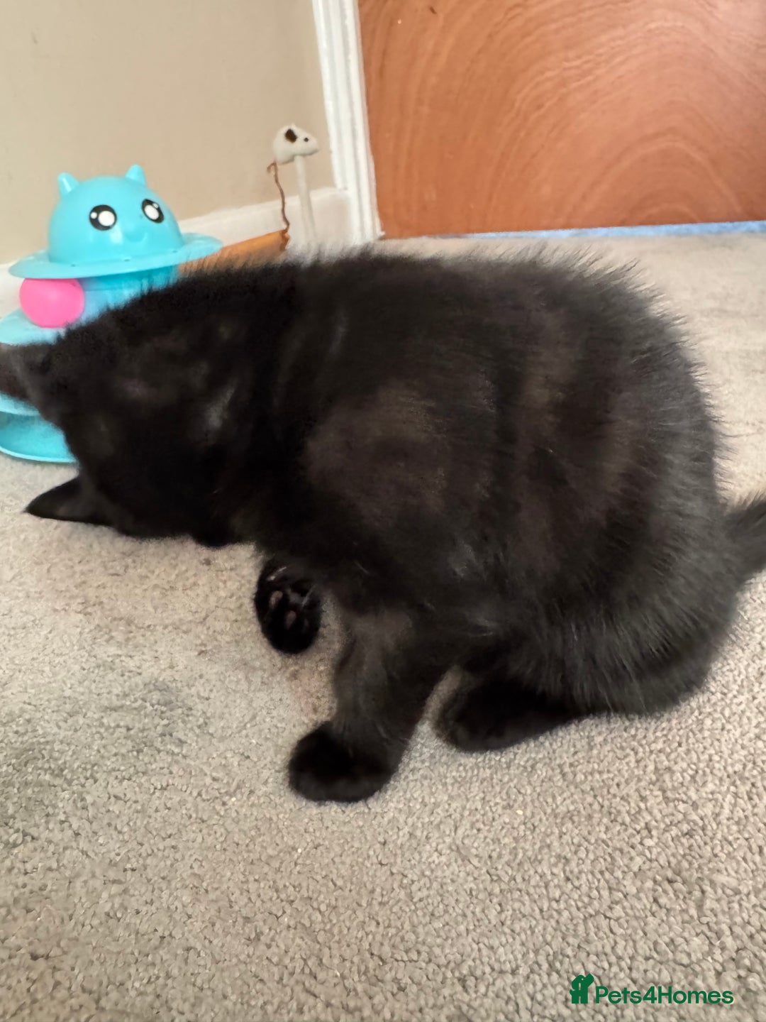 Mixed Breed cats for sale: Beautiful female kitten available  - Image 2