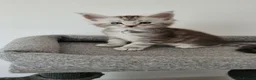 Maine Coon cats for sale: Tica registered maine coon kittens  - Advert 15