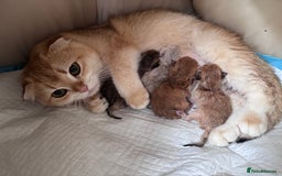 Scottish Fold cats for sale: 📣PEDIGREE SCOTTISH KITTEN(reg.)🐱  - Image 11