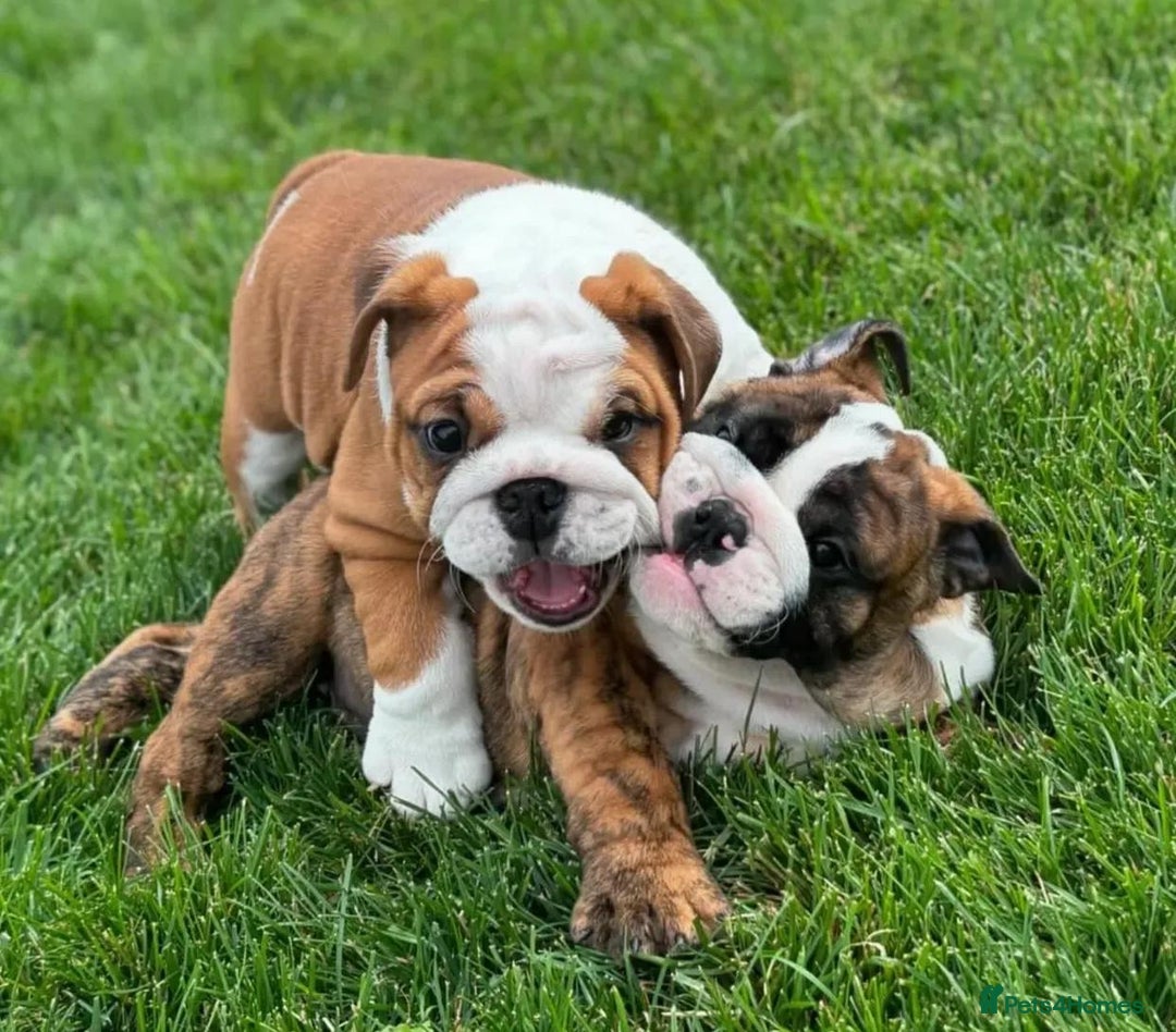 English Bulldog dogs for sale: Purebred English Bulldog puppies (3 girls-2 boys) - Advert 2