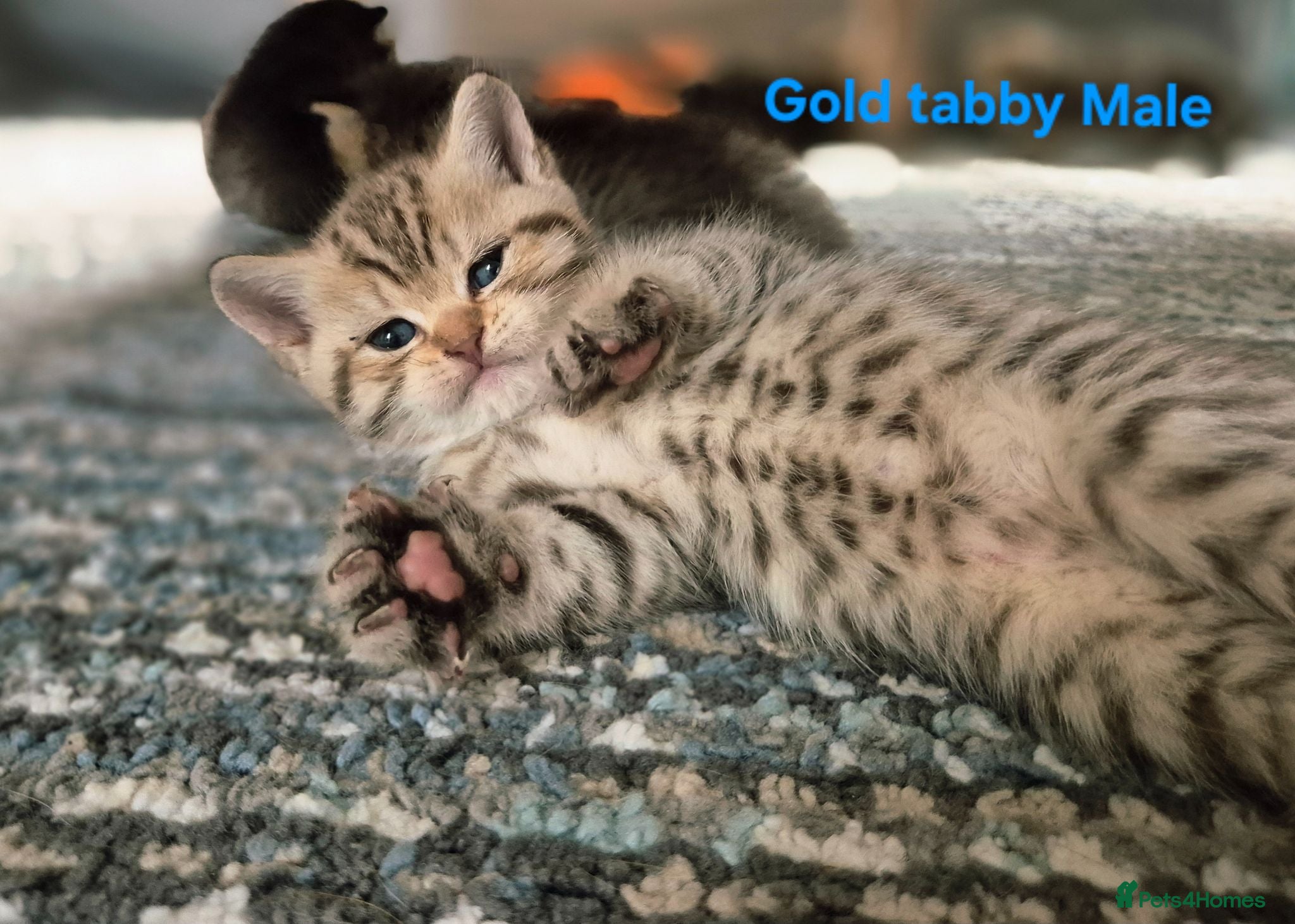 British Shorthair cats Champion bloodline, Health tested,Pedigree BSH - Advert 9