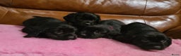 Sprocker dogs for sale: Stunning F1 Sprocker spaniel puppies - Advert 10