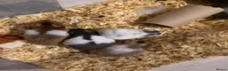 Hamster rodents for sale: Syrian Hamster’s in Manchester - Advert 2