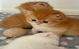 British Longhair cats for sale: GCCF reg BLH Black and Chocolate Golden kittens - Image 34