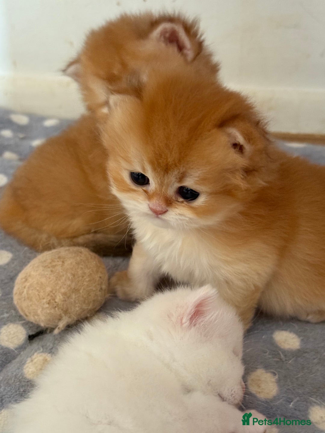 British Longhair cats for sale: GCCF reg BLH Black and Chocolate Golden kittens - Image 34