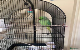 Ringnecks birds for sale: Male Green Indian Ringneck Parrot (On sale) - Image 5