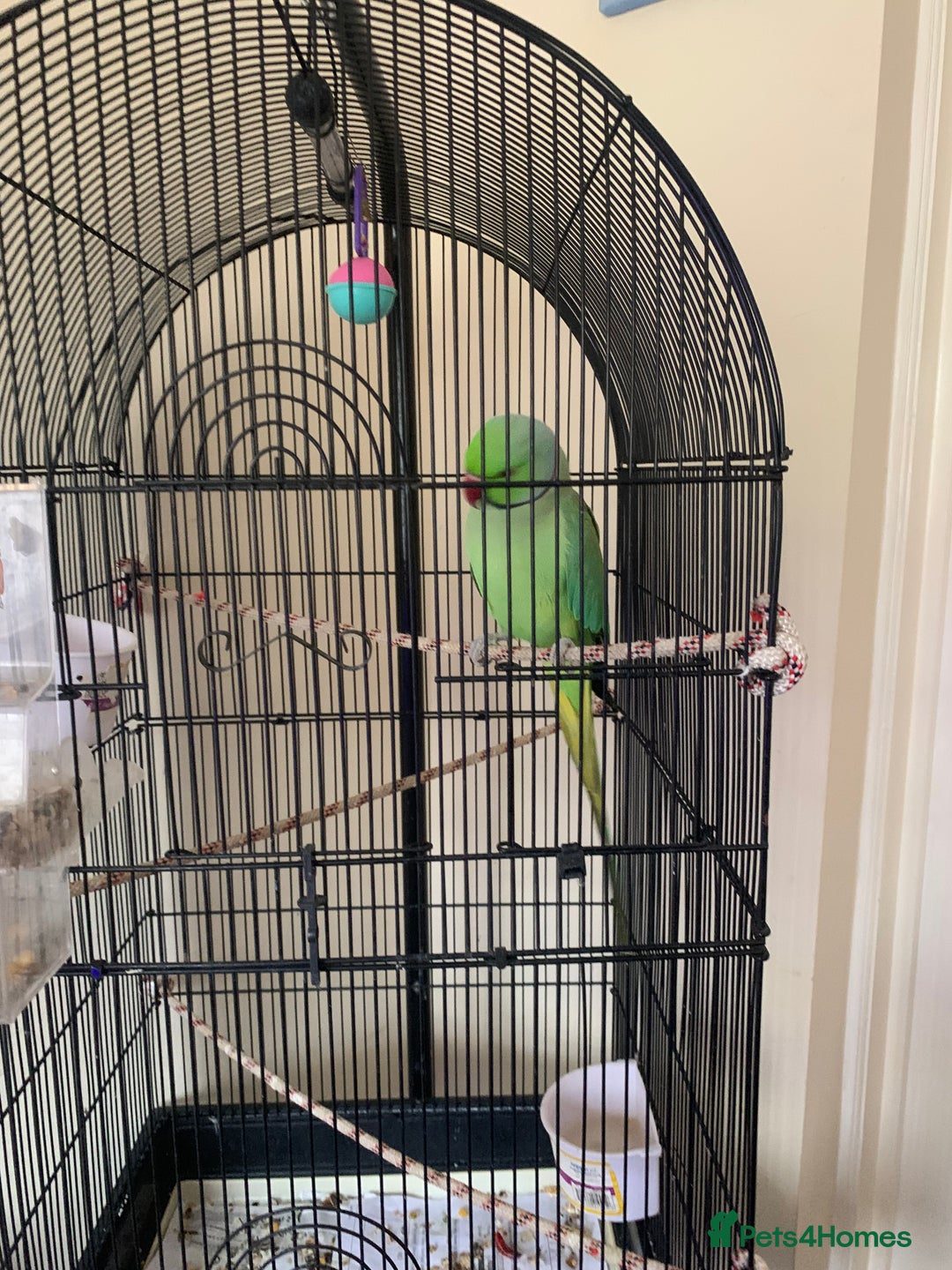 Ringnecks birds for sale: Male Green Indian Ringneck Parrot (On sale) - Image 5