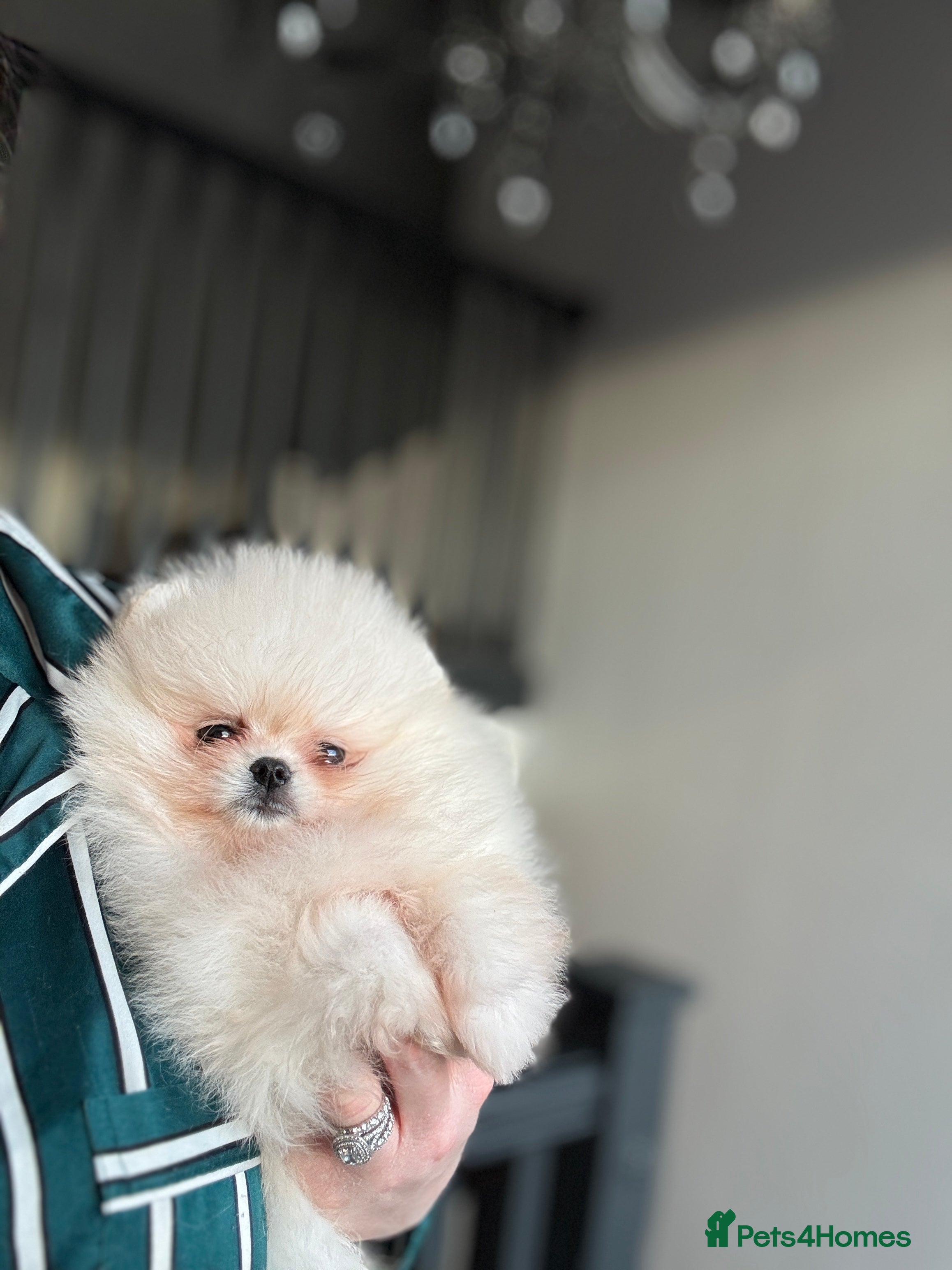 Pomeranian dogs WHITE KC TEDDY BEAR! 1 GIRL LEFT 🐻 READY NOW! - Advert 15