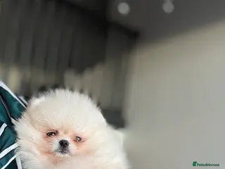 Pomeranian dogs WHITE KC TEDDY BEAR! 1 GIRL LEFT 🐻 READY NOW! - Advert 15