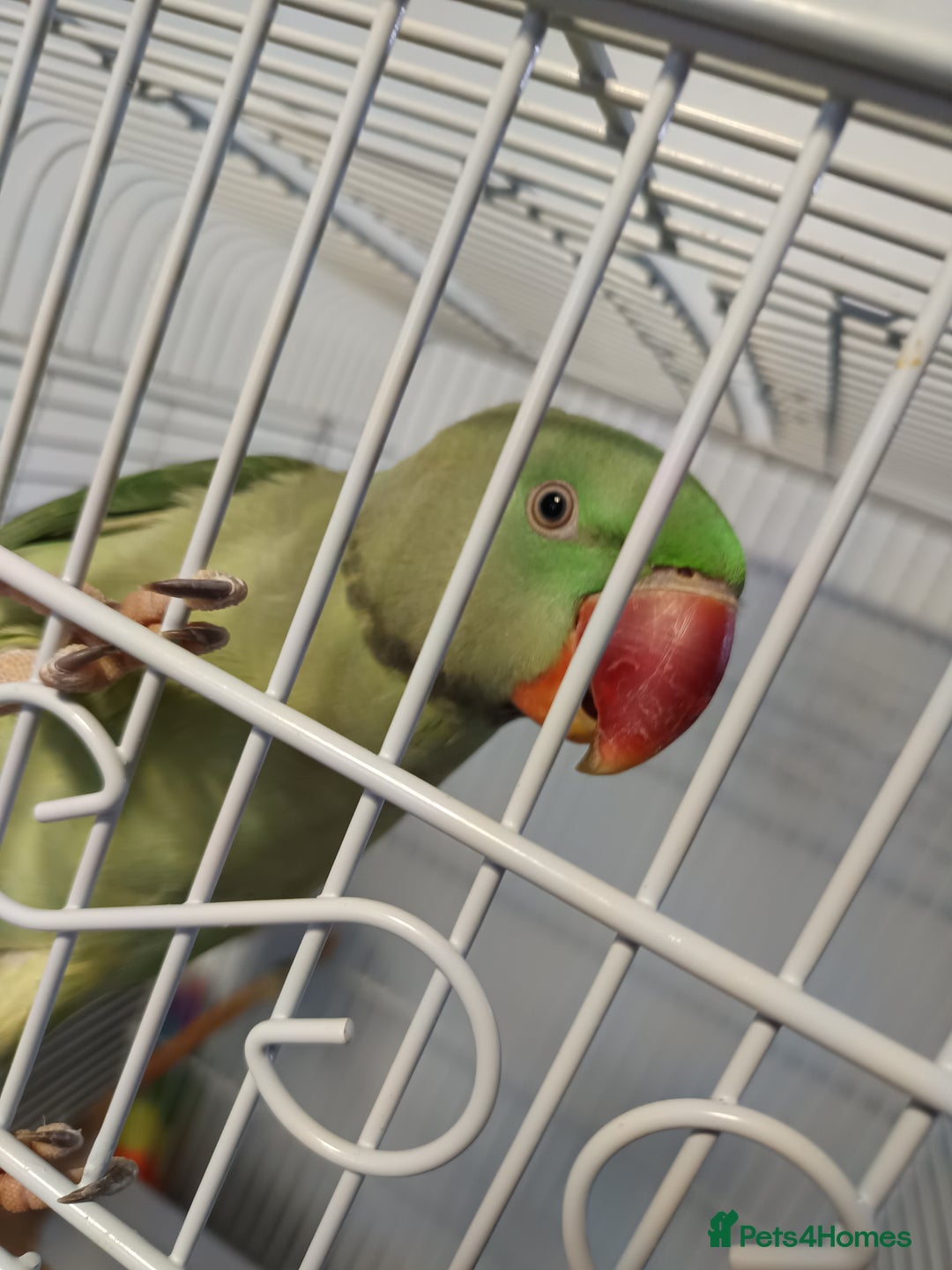 Parakeets birds for sale: Alexandrine Parakeet Baby - Advert 3