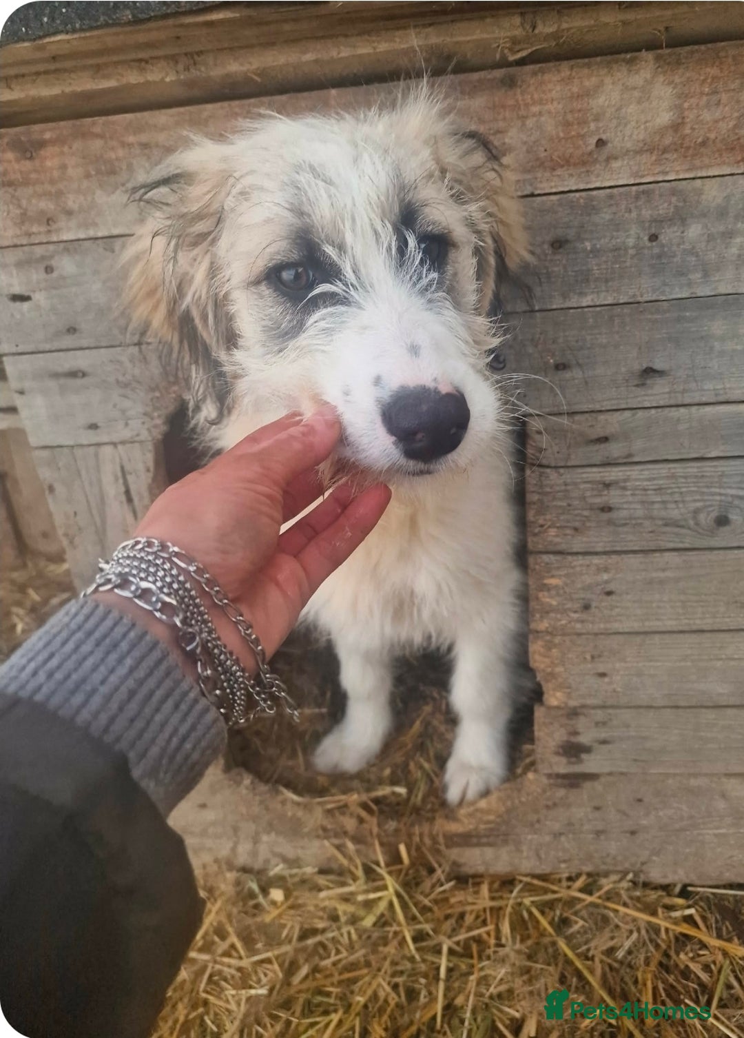 Mixed Breed dogs for adoption: MACARENA ( FOSTER TO ADOPT) - Advert 4