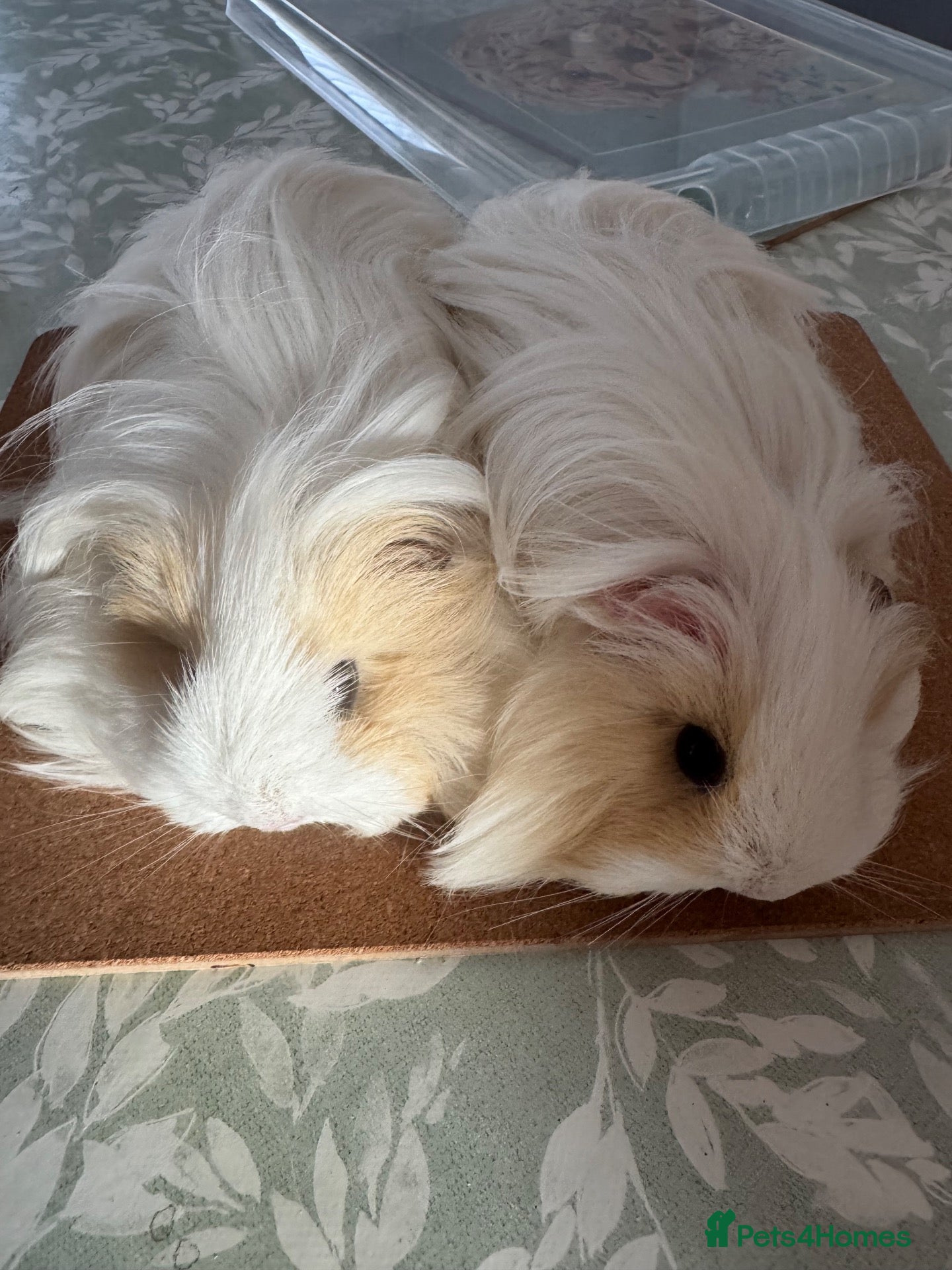 Guinea Pig rodents 2 bonded female Sheltie guinea pigs cream & white  - Advert 3