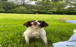 Sprocker dogs for sale: Sprocker Spaniel Puppies - Image 17