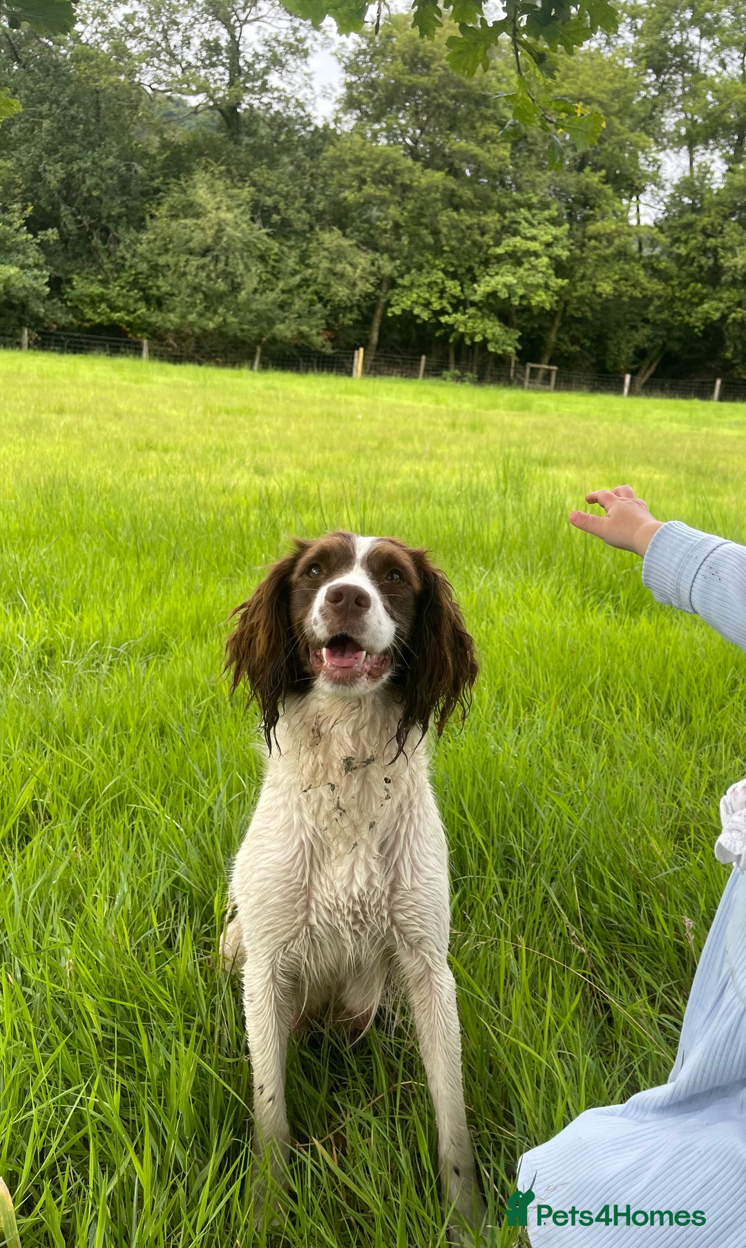 Sprocker dogs for sale: Sprocker Spaniel Puppies - Image 17