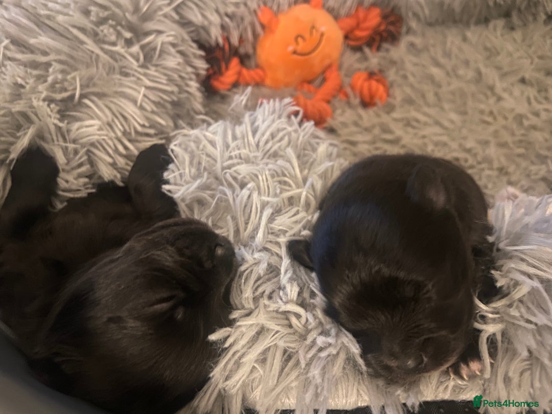 Pomeranian dogs for sale: Black Pomeranian puppies  - Advert 6