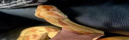 Boa Snake reptiles for sale: Adult sunglow jungle boa - Advert 2