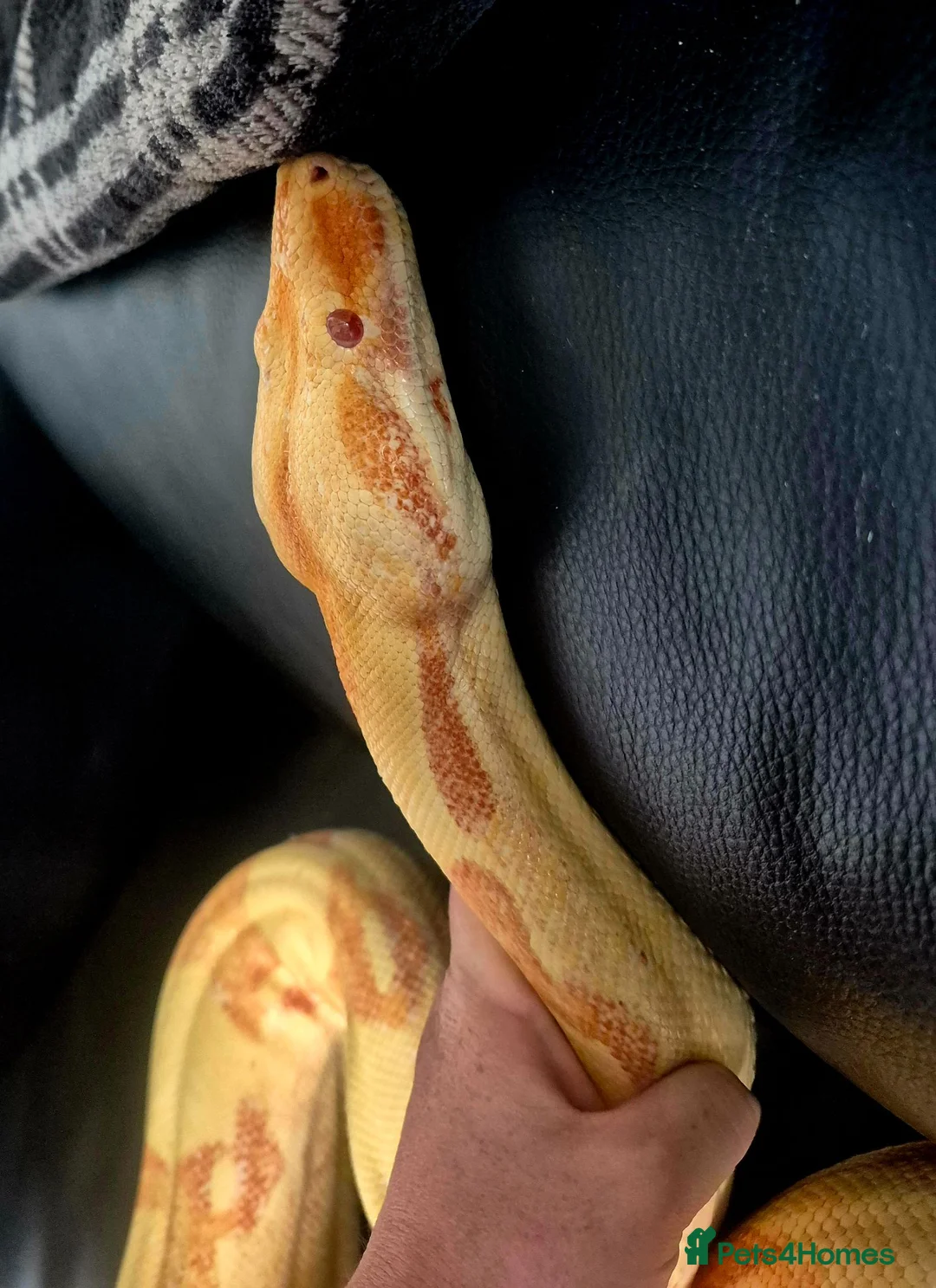 Boa Snake reptiles for sale: Adult sunglow jungle boa - Advert 2