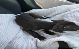 Mixed Breed dogs for sale: Cane corso x staff puppies  - Image 18