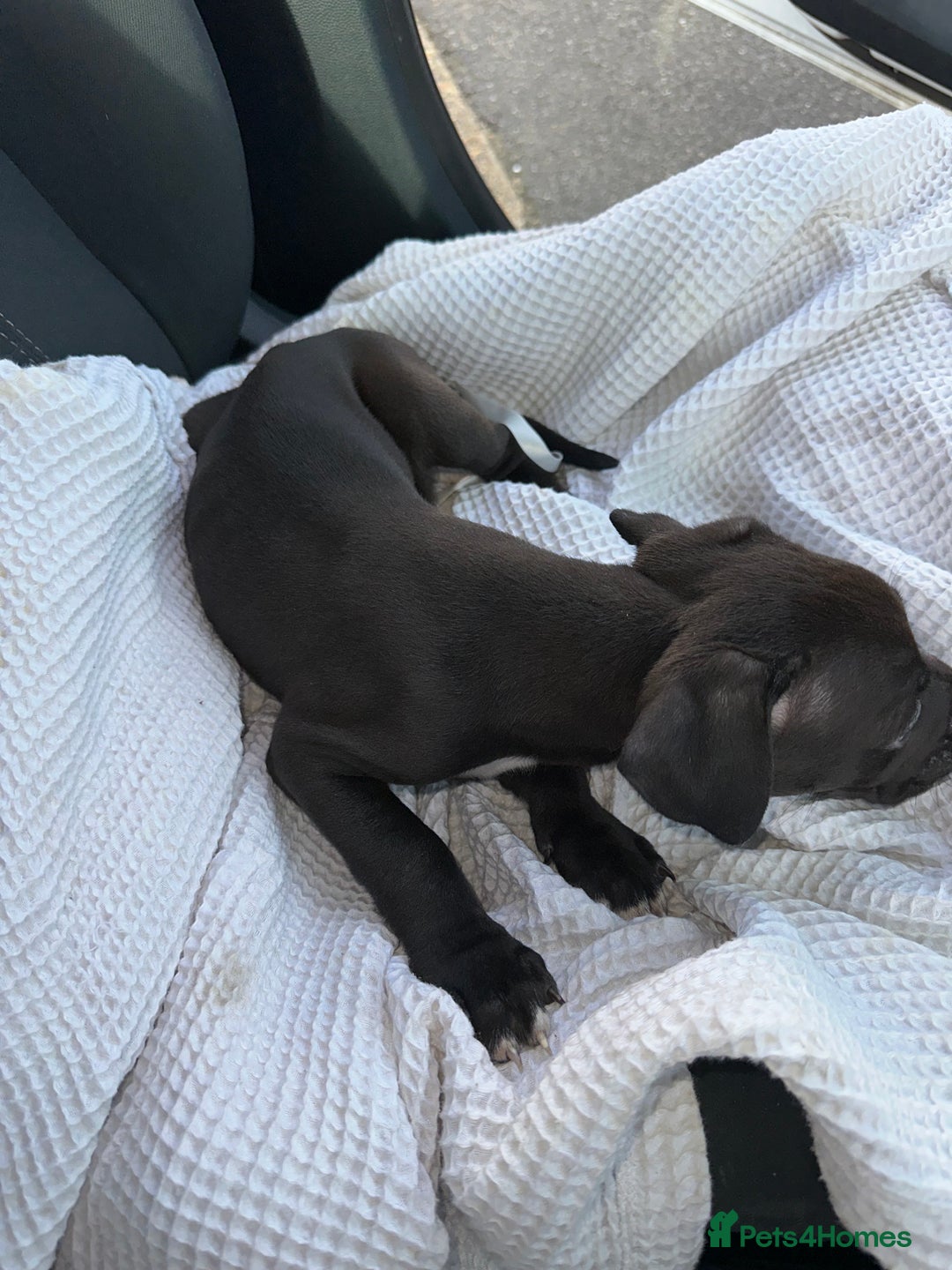 Mixed Breed dogs for sale: Cane corso x staff puppies  - Image 18