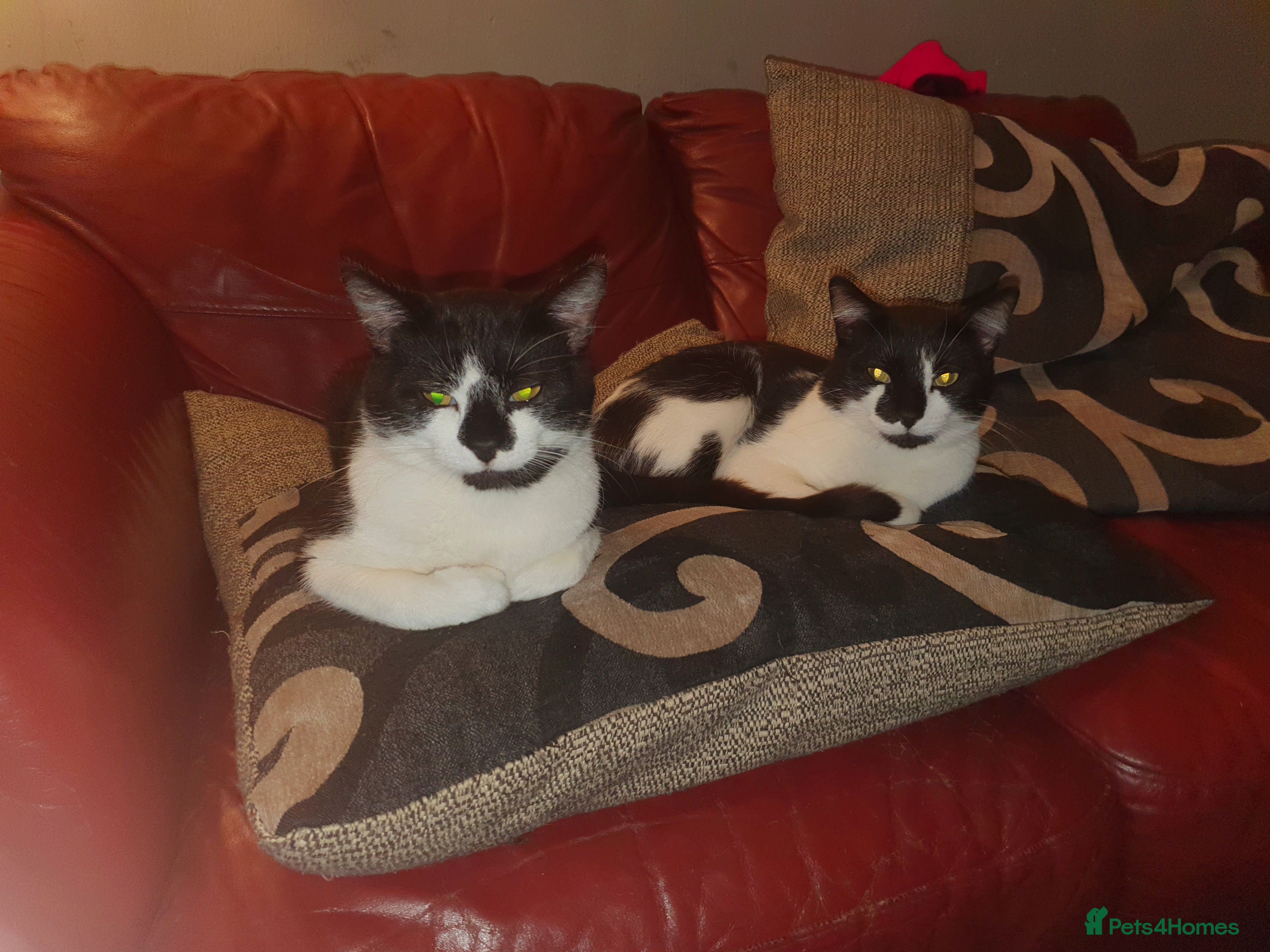 British Shorthair cats 2 Twins loving male cats - Advert 1