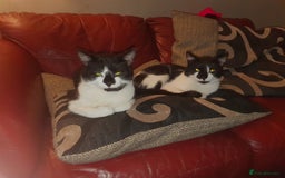 British Shorthair cats for sale: 2 Twins loving male cats - Image 1