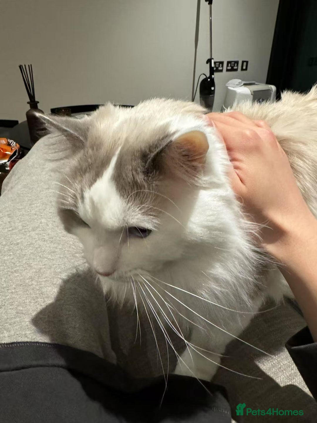 Ragdoll cats for sale: Beautiful Ragdoll cat looking for a warm home - Image 5