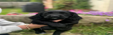Cocker Spaniel 2