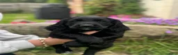 Cocker Spaniel dogs for sale: Beautiful Working Cocker Puppies - Advert 5