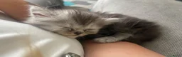 Persian cats for sale: Chinchilla Persian mix - Advert 7