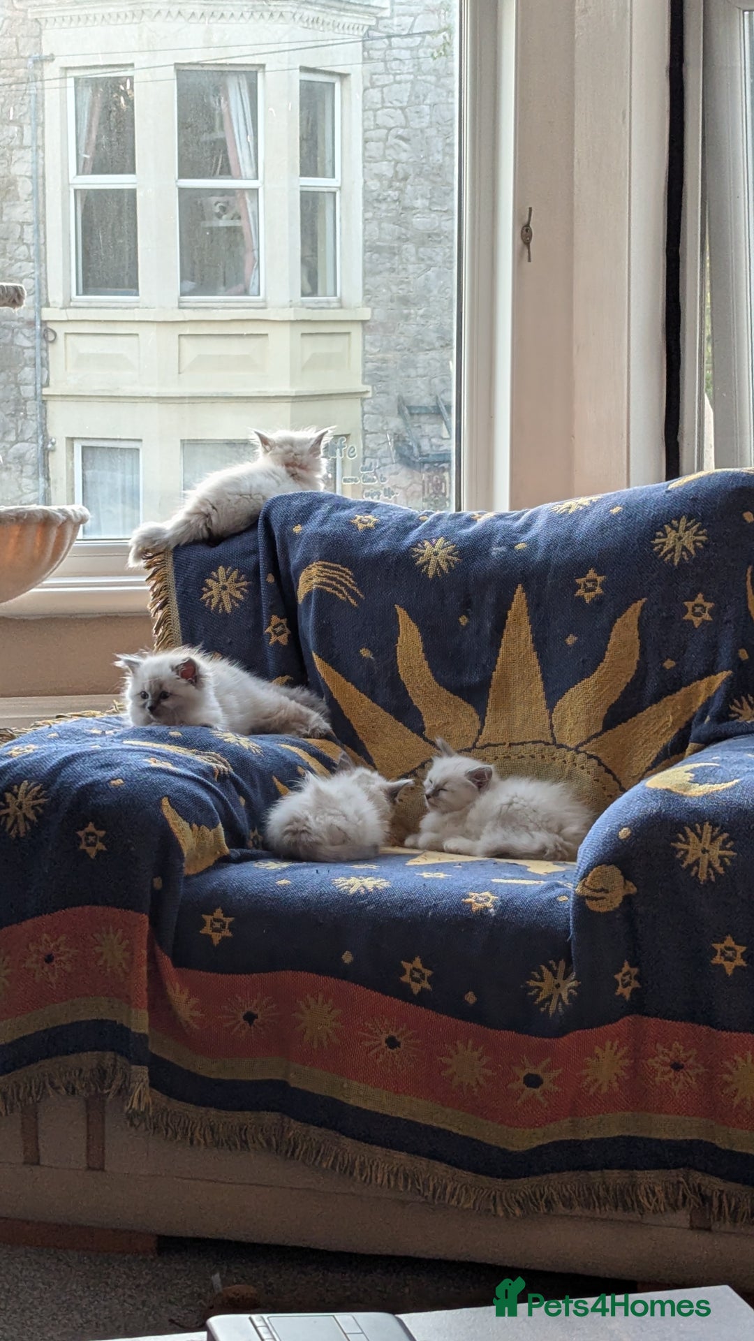 Ragdoll cats for sale: 🧁Sweet ragdolls - Image 1