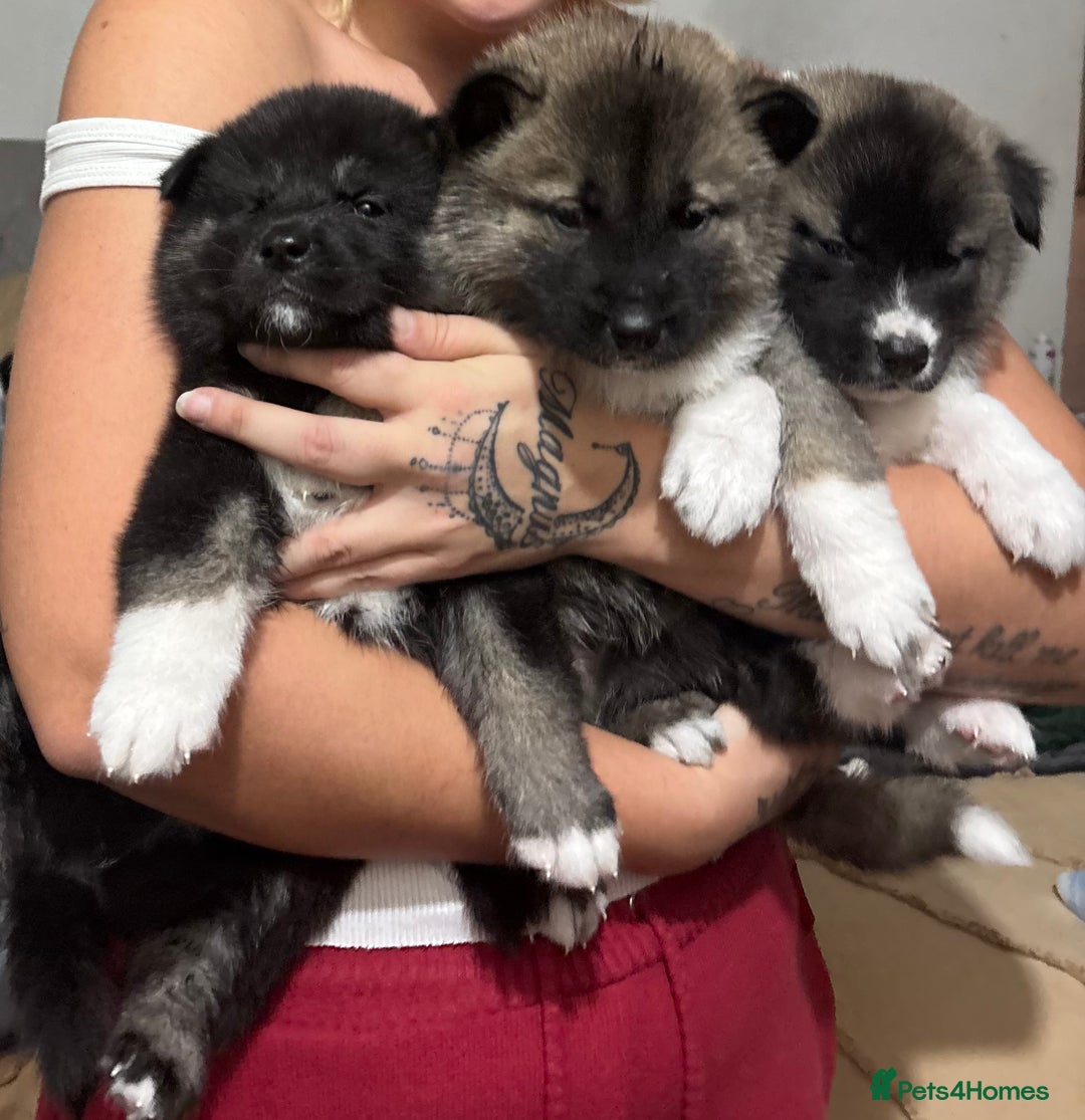 Huskita dogs for sale: Huskita puppies - Advert 3