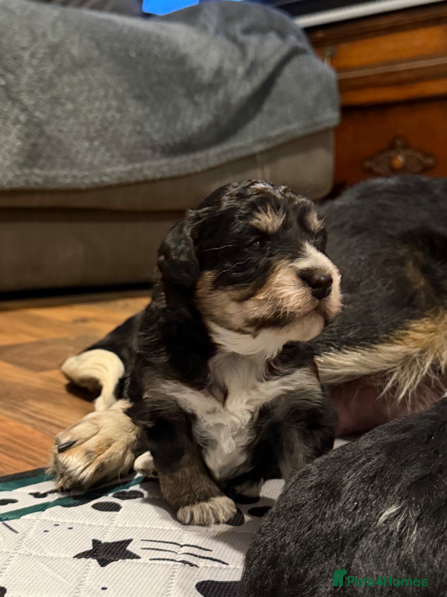 Bordoodle dogs Gorgeous F1 mini colliepoo/borderdoodle puppy’s  - Advert 2