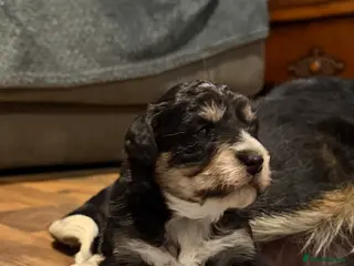 Bordoodle dogs Gorgeous F1 mini colliepoo/borderdoodle puppy’s - Advert 18