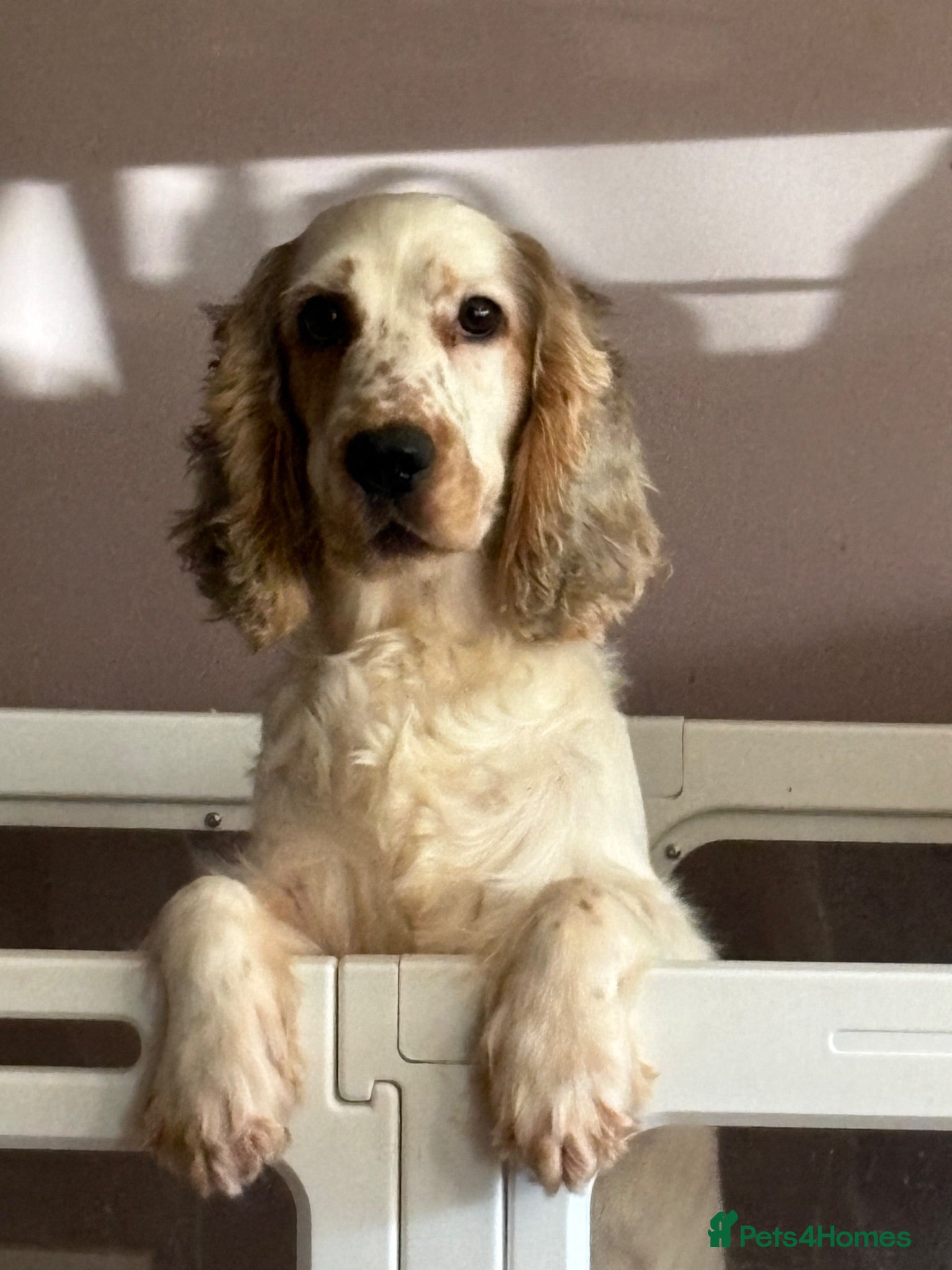Cocker Spaniel dogs Beautiful Kc reg show type cocker spaniels  - Advert 1
