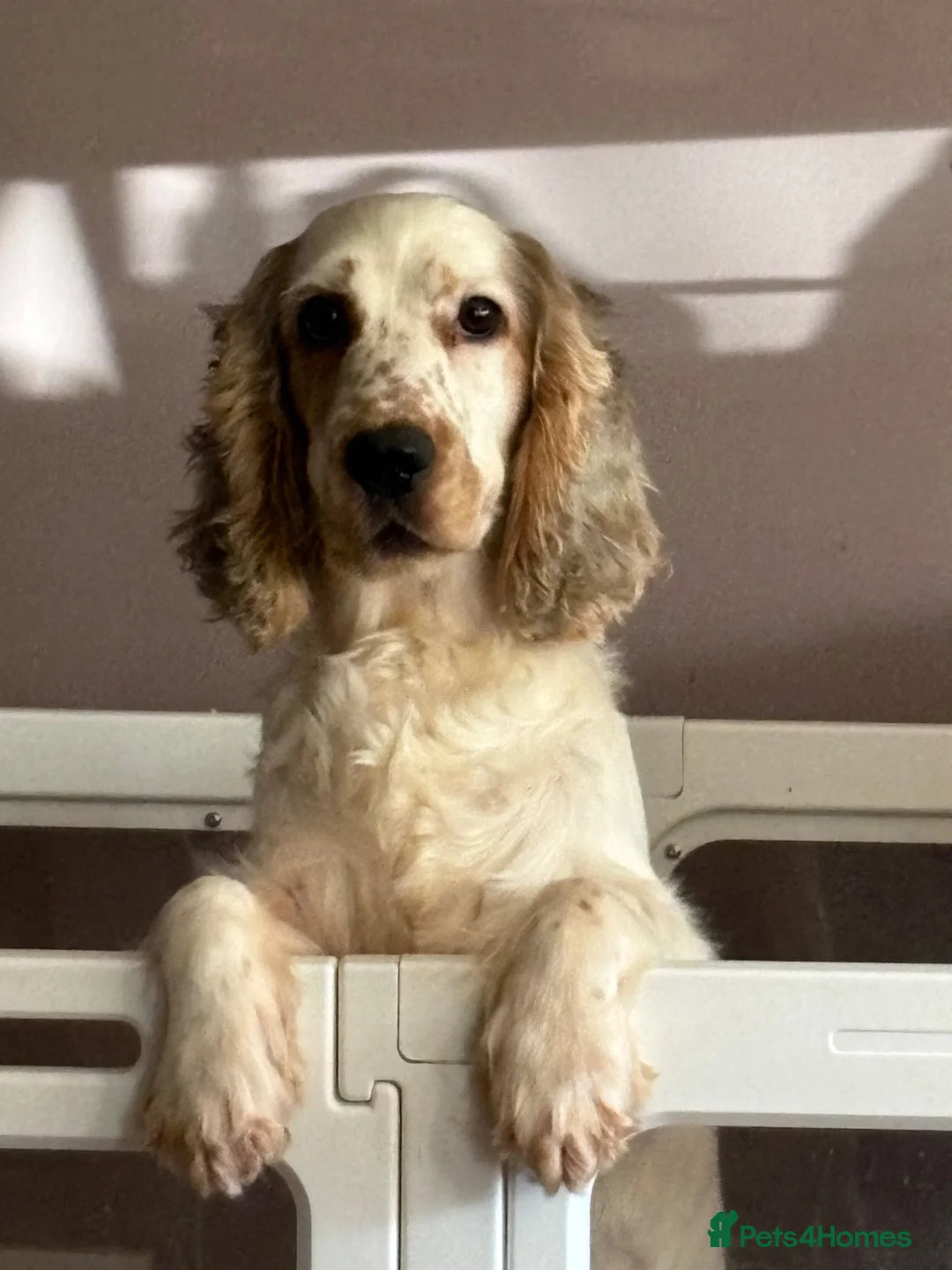 Cocker Spaniel dogs for sale: Beautiful Kc reg show type cocker spaniels  - Advert 1