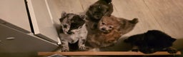 Mixed Breed dogs for sale: Adorable Merle Chowski's for sale  - Advert 2
