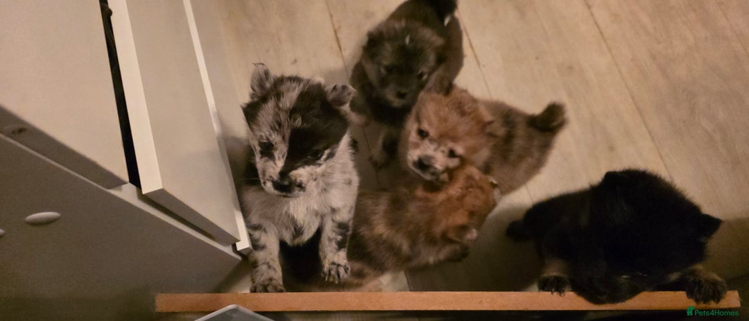 Mixed Breed dogs for sale: Adorable Merle Chowski's for sale  - Advert 2
