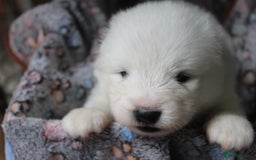 Samoyed dogs for sale: Samoyed puppies - fluff and joy - Image 29