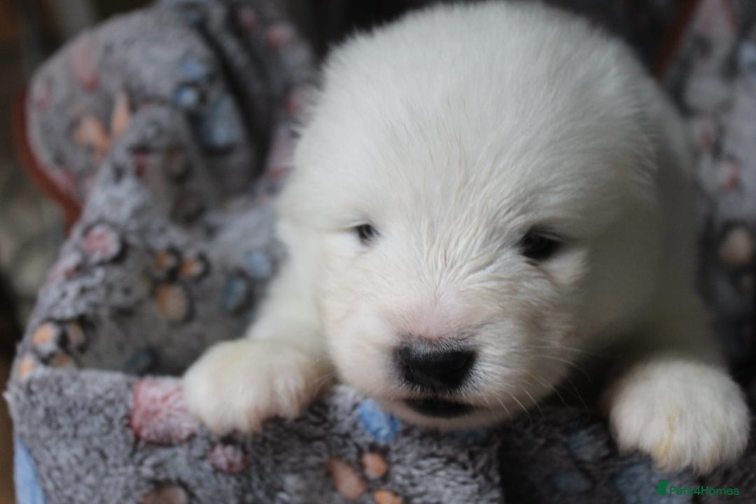 Samoyed dogs for sale: Samoyed puppies - fluff and joy - Image 29