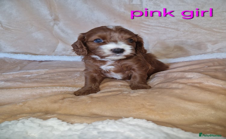Cavapoo dogs - Advert 1